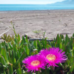 Spiaggia dell'Oliveto Villammare