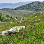 Sassano - Valle delle Orchidee