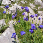 Sassano - Valle delle Orchidee