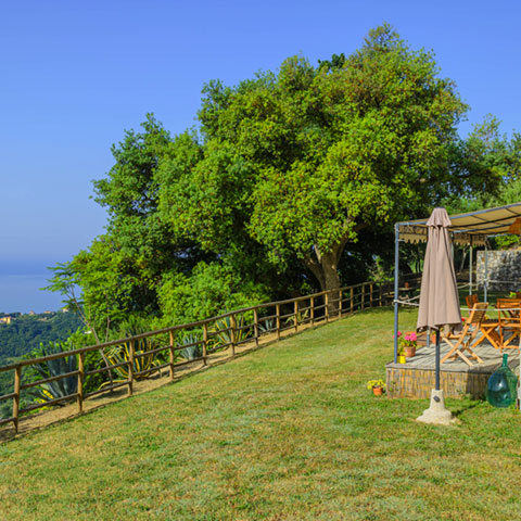 Il prato in giardino