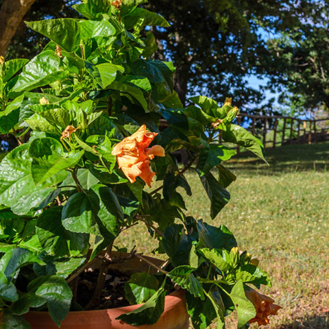 Fioritura in primavera